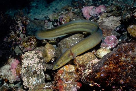 Eel Facts, Types, Reproduction, Life Cycle, Classification, Pictures