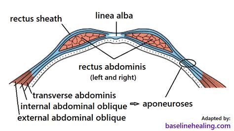 rectus abdominis anatomy muscle attachments in detail