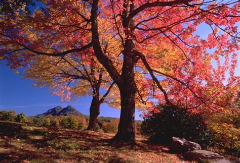 Fall Color Gallery 2024 - Grandfather Mountain