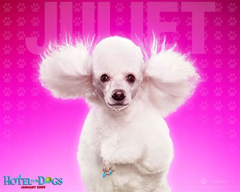 🔥 [40+] Pink Poodle Wallpapers | WallpaperSafari