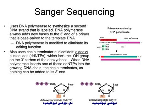 Sanger Sequencing Diagram