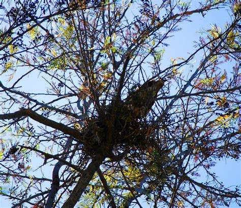 Eternal Youth of Nature: Red Tailed Hawk Nest