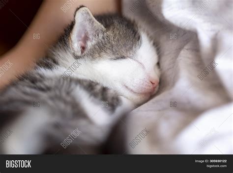 Cute Baby Cat Sleeping