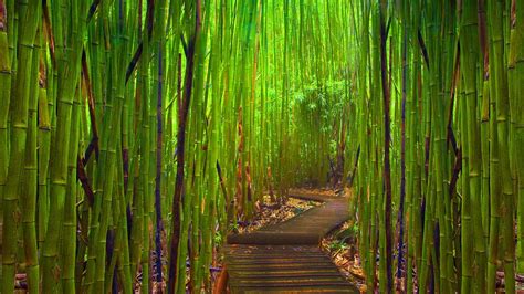 Bamboo Forest Japan Computer Wallpaper (51+ images)