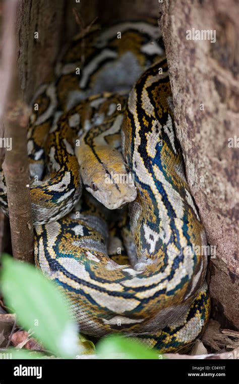 Reticulated Python (Python reticulatus reticulatus Stock Photo - Alamy