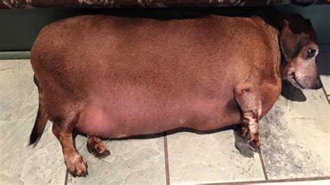 Fat Vincent is an obese dachshund who's on a legendary weight loss ...