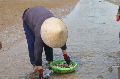 Hải Phòng plans nearly 2,000 ha for clam culture in Tiên Lãng district ...