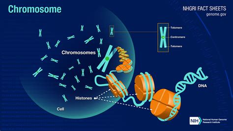 Vitorr - DNA does not have General Knowledge