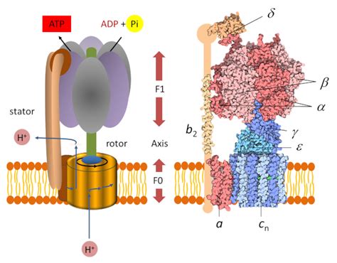 ATP synthesis - Encyclopedia of the Environment