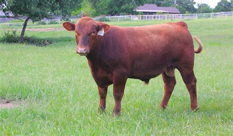 Red Angus Cattle for Sale - Henderson Red Angus