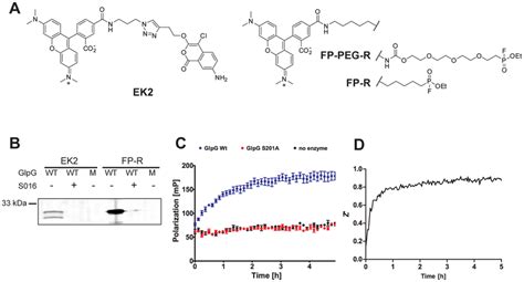 Development of a rhomboid FluoPol ABPP assay. (A) Chemical structures ...