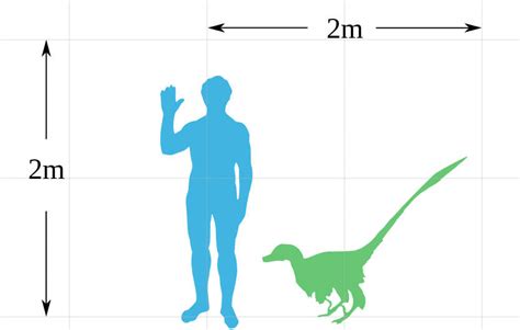 Dromaeosaurs - Your Guide to the Raptors