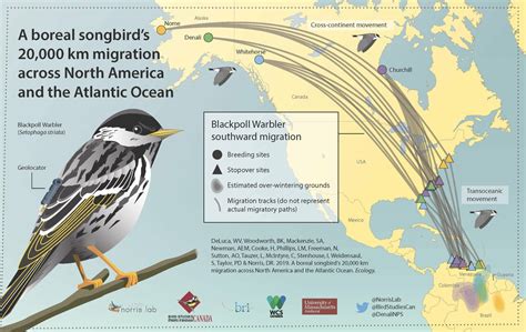 Across North America and the Atlantic, an enormous migration journey ...