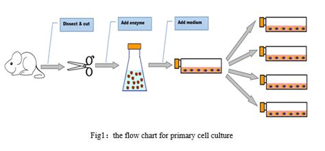 Primary Cell Culture: Principle and Application , CLOUD-CLONE CORP.(CCC)