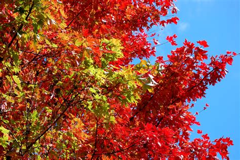 Free Images : fall, color, leaves, change, red, blue sky, autumn ...