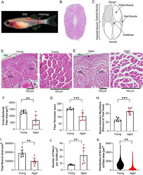 Age-related atrophy of skeletal muscle myofibers in zebrafish. (A) Red ...