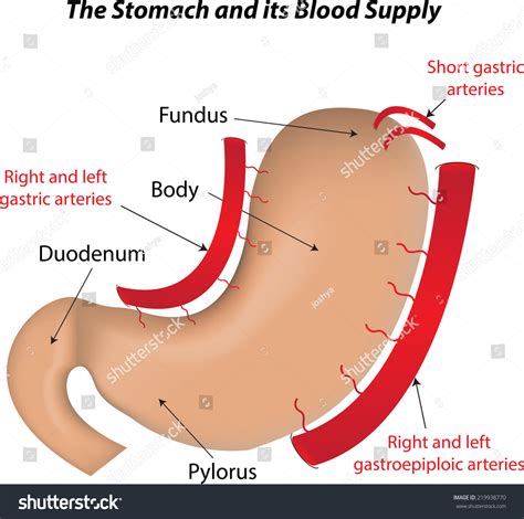 Stomach Blood Supply Anatomy