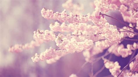 Pink Cherry Blossom Wallpapers - Top Free Pink Cherry Blossom ...