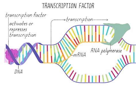 BioDictionary | Graphics & descriptions of biological terms