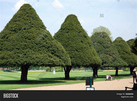 Cone Shaped Trees Image & Photo (Free Trial) | Bigstock