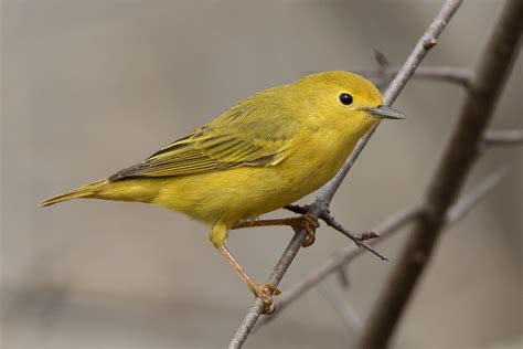 Yellow Warbler (female-spring) – Jeremy Meyer Photography