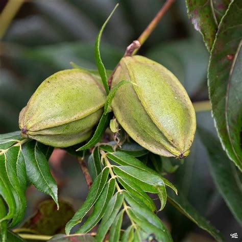 Hardy Pecan — Green Acres Nursery & Supply