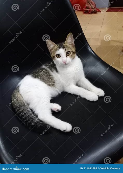 Cute Cat Sitting in the Chair Stock Photo - Image of chair, sitting ...