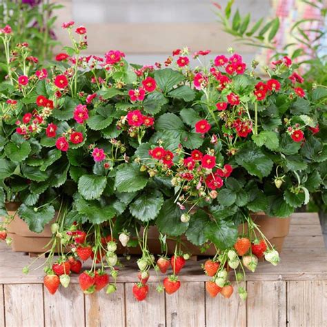 Strawberry Varieties Article Archives – Strawberry Plants