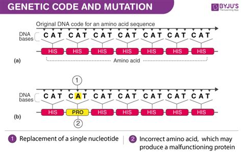 What Are Some Examples Of Gene Mutations: A Comprehensive Guide