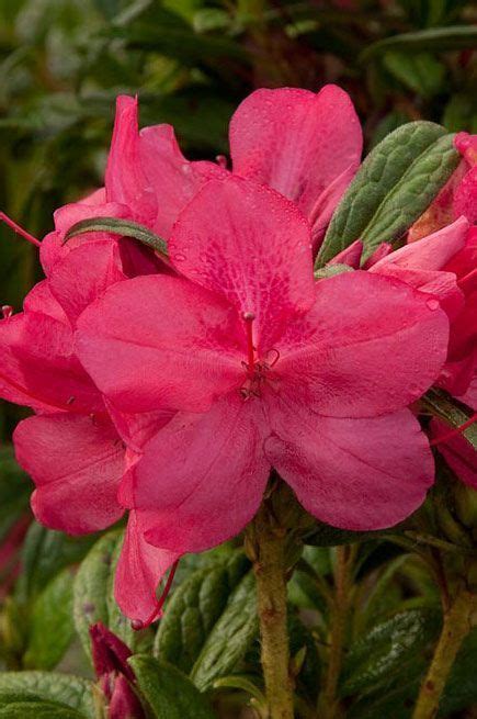 36 USDA Zone 6B Cold-Hardy Azaleas ideas | azaleas, plant nursery, usda ...