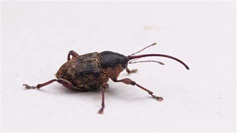 Acorn Weevil | MarkEisingBirding