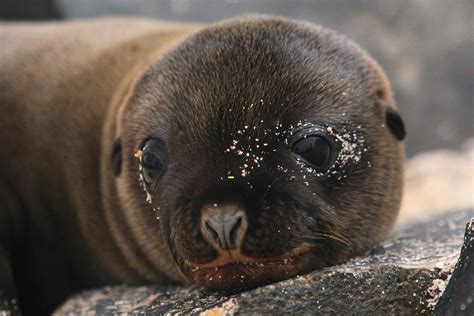 10 Amazing Animals to See in the Galápagos Islands – Fodors Travel Guide