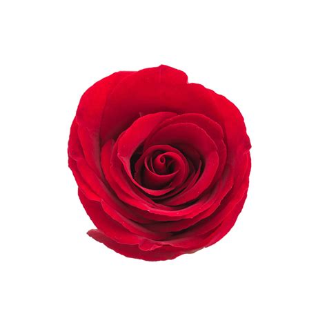 Red rose on white background 2267529 Stock Photo at Vecteezy