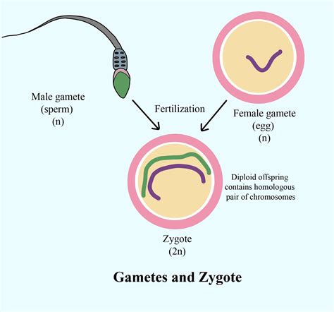 Define zygote and gametes