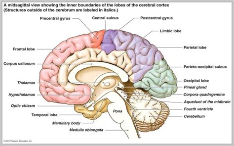 Posterior Commissure Image - Graph Diagram