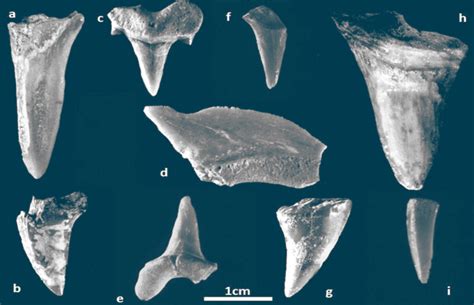 Shark Teeth Fossils