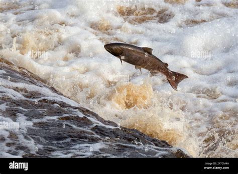 Atlantic salmon (Salmo salar) leaping on upstream migration, River Tyne ...