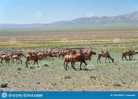 Bactrian Camels in Mongolian Stone Desert in Mongolia Stock Image ...