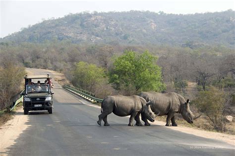 Why Is Kruger The Best Safari Destination In South Africa? - Southern ...