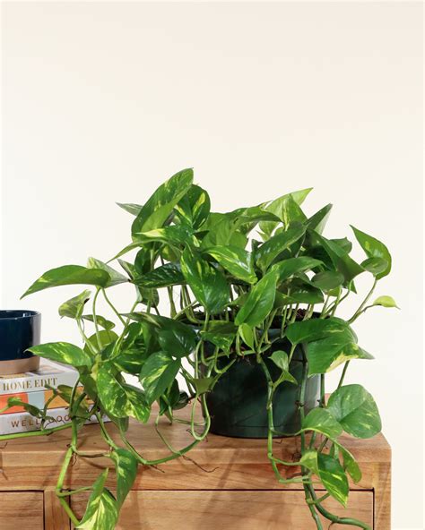 Golden Pothos Plant – streamingcommunityhd