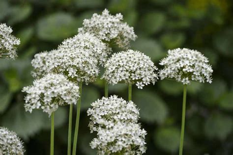 Allium nigrum - BBC Gardeners World Magazine