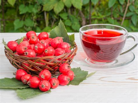 Hawthorn Berry Tea Amazon Discounts Sellers | www.og6666.com