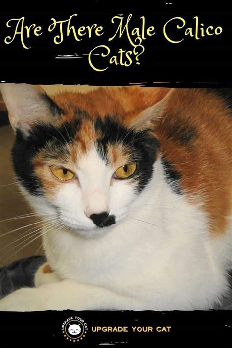 Are There Male Calico Cats?