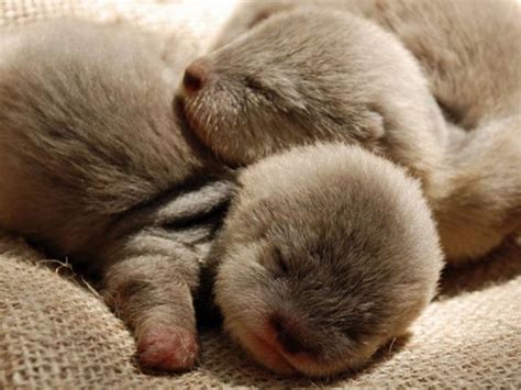 Baby Sea Otters Pictures, Photos, and Images for Facebook, Tumblr ...