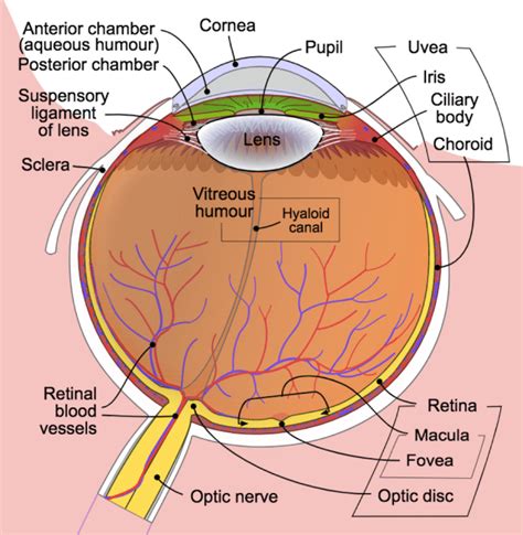 +14 Basic Anatomy Diagram Ideas - Bigmantova