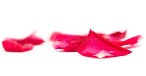 Rose Petals On White Background Stock Image - Image of closeup ...