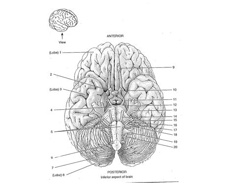 Brain quiz - Anatomy