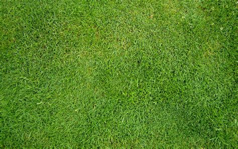 Grass Texture Seamless High Resolution