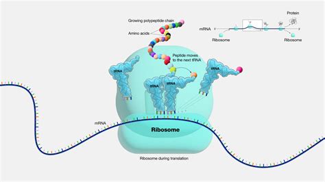 Ribosome