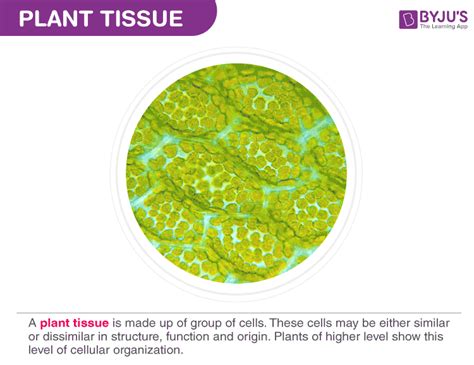 Human Body Tissues And Their Functions